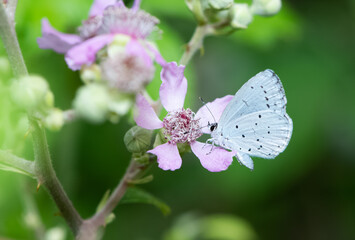 photos of wildlife and butterflies