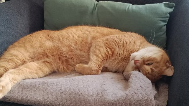 chat roux couch&eacute; dans un fauteuil