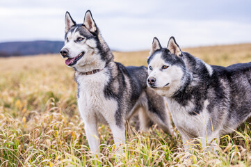 portrait of a two siberian husky dogs in the yellow grass field watching something in the distance