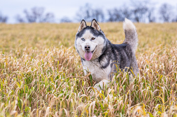 curious siberian husky dog running towards camera in yellow grass with his tongue out