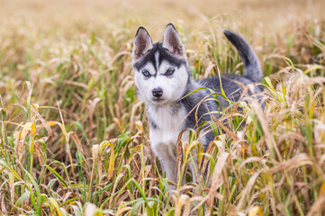 portrait of a siberian husky puppy standing in the grass watching 