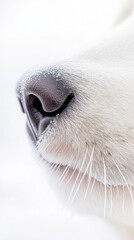 Fototapeta premium Close-up of polar bear nose for international polar bear day awareness
