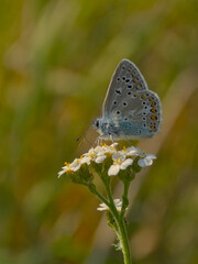 Common blue butterfly on a flower in evening light, selective focus with green bokeh background - Polyommatus icarus 