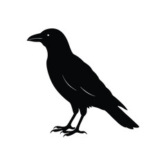 crow silhouette on a white background
