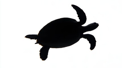 Obraz premium Elegant turtle silhouette showcasing the graceful curves of its shell and flippers on white