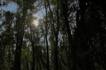 Lush green spring forest in Vinderhoute bossen nature reserve, Ghent, Flanders, Belgium 