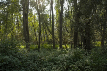 Obraz premium Lush green spring forest in Vinderhoute bossen nature reserve, Ghent, Flanders, Belgium 