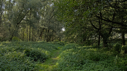 Lush green spring forest in Vinderhoute bossen nature reserve, Ghent, Flanders, Belgium 