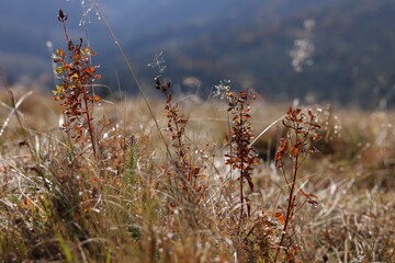 Plants with morning dew outdoors, closeup view