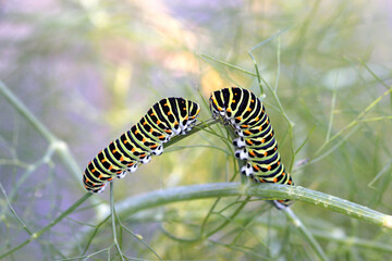 Confidences