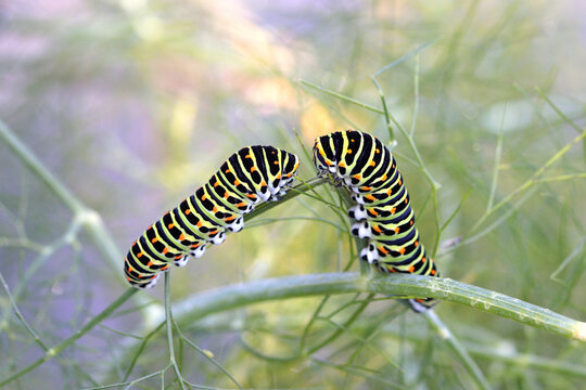 Confidences