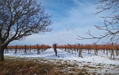 Snow covered winter vineyards on the hills of Moldova.