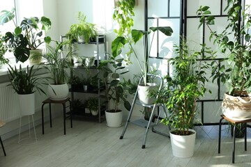 Many different houseplants in pots at home