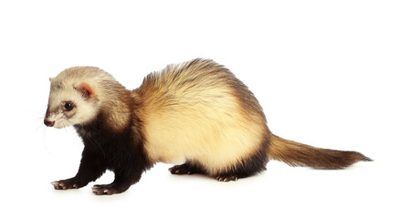 Cute ferret on white background. Domestic pet