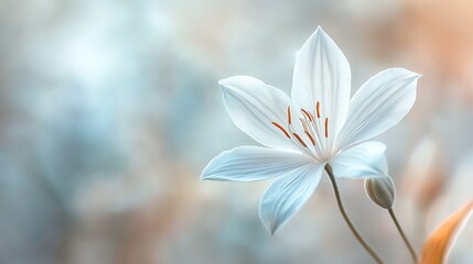 Fototapeta premium Delicate White Flower Softly Blooms in Spring