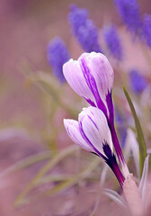 Crocus
