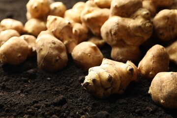 Many raw Jerusalem artichokes on soil, closeup. Root vegetable
