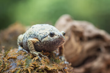 The smooth-fingered narrow-mouthed frog ( kaloula baleata ) in the moss