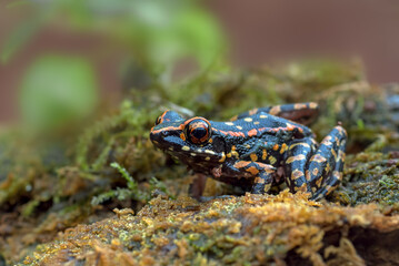The spotted stream frog ( Hylarana picturata) inside a bush,amphibian