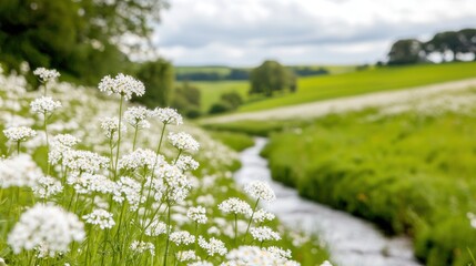 Obraz premium Idyllic stream flowing through wildflower meadows countryside nature photography lush green environment close-up view tranquil beauty
