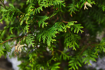 Close-up view of vibrant green cedar tree leaves showcasing intricate texture and detail in a natural setting