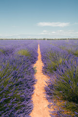 lavender field in provence france