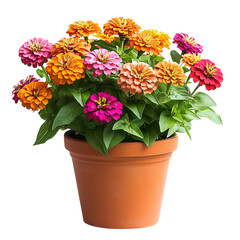 Decorative Potted Zinnia Plant with Bright Orange Flowers Isolated on Transparent Background