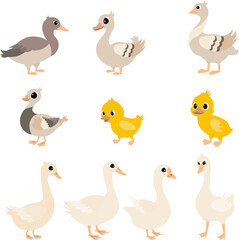 Farm Animals. Cute farm. Set of ducks and geese. Collection of farm animals. Baby flat vector illustration. Isolated