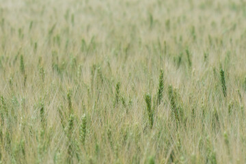 Background of spikelets of prickly wheat in the field. Growing of grain crops.