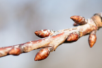 Cherry buds (Prunus avium) on a branch, close-up. End of winter, arrival of spring, leaves blooming on the trees.