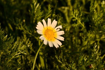Chamomile flower in green grass