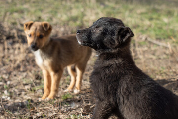 Homeless abandoned dogs, young puppies. Care and support of stray animal.