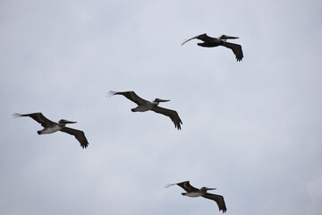 Flock of Brown Pelicans Flying over Ocean in Florida