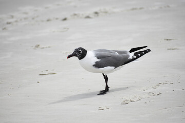 Laughing Gull on Beach in Florida