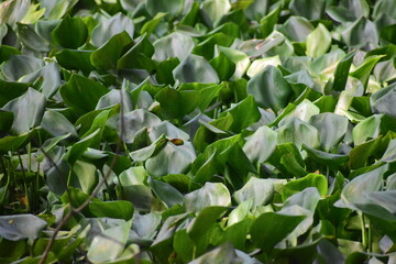 Obraz premium Water hyacinth leaves grow heavily in river
