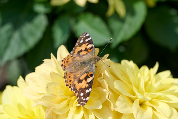 butterfly painted Lady on a yellow dahlia flower in the sun