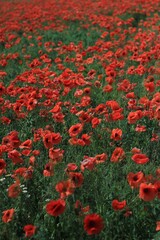Obraz premium field of red poppies