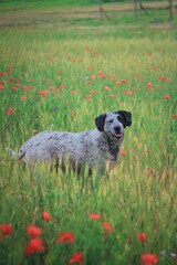 Big dog in  green field