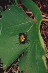 green bug on a leaf