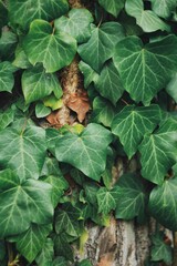 green leaves of a plant