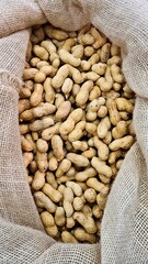 The ripened in-shell nuts are filled into large bags for sale at the city market