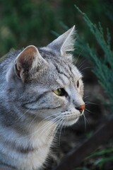 portrait of a  grey cat