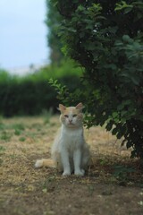 White Cat among green plants 