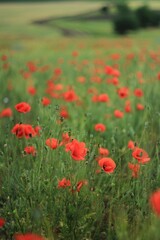 field of  red poppies