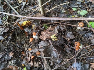 Leccinum albostipitatum mushrooms emerge from the ground in an autumn forest
