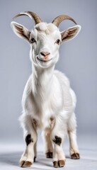 adorable cute background olated transparant goat adorable animal clip art cut-out cute eye fantasy fluffy fur goat hair illustration isolated nature stuffed animal sweet adorable animal clip art