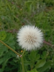 sonchus oleraceus seeds with hair or common Milk thistle seed head with hair 