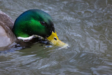 Mallard duck is a closeup head shot