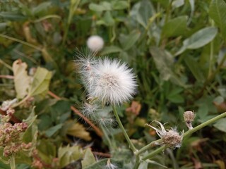 sonchus oleraceus seeds with hair or common Milk thistle seed head with hair 