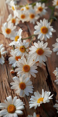 Obraz premium chamomile